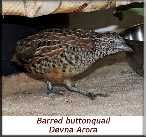 Devna Arora - Barred buttonquail nearing release